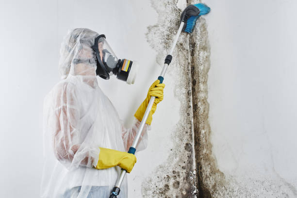 Attic Mold Removal in Phillipsburg, KS