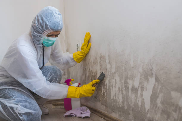 Office Mold Removal Services in Phillipsburg, KS