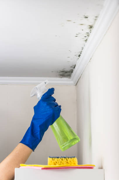 Mold Removal and Inspection in Phillipsburg, KS